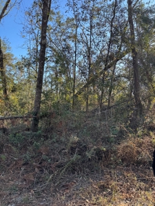 Withlacoochee Riverfront Property For Sale In Jasper, Fl - image 16