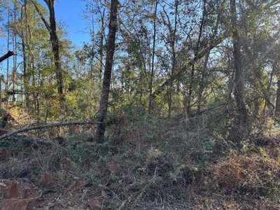 Withlacoochee Riverfront Property For Sale In Jasper, Fl - image 15