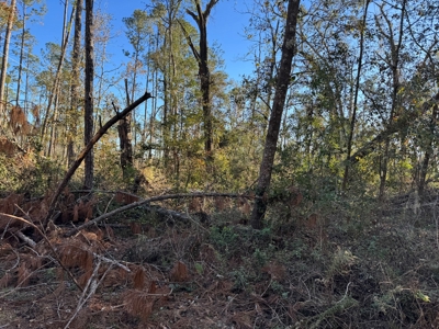 Withlacoochee Riverfront Property For Sale In Jasper, Fl - image 14