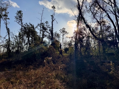 Withlacoochee Riverfront Property For Sale In Jasper, Fl - image 6