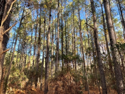 Coastal Equestrian Lot for Sale Beaufort NC - image 33