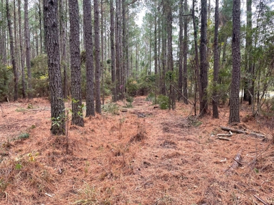 Coastal Equestrian Lot for Sale Beaufort NC - image 24