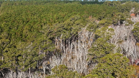 Coastal Equestrian Lot for Sale Beaufort NC - image 16