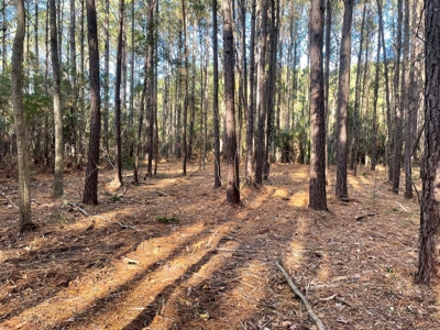 Coastal Equestrian Lot for Sale Beaufort NC - image 29