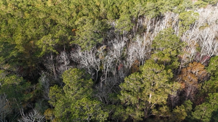 Coastal Equestrian Lot for Sale Beaufort NC - image 13