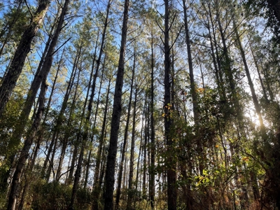 Coastal Equestrian Lot for Sale Beaufort NC - image 32