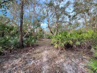 20 Acres on the pristine Peace River in Arcadia, FL! - image 6
