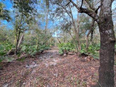 20 Acres on the pristine Peace River in Arcadia, FL! - image 5