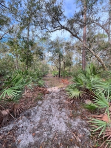 20 Acres on the pristine Peace River in Arcadia, FL! - image 3