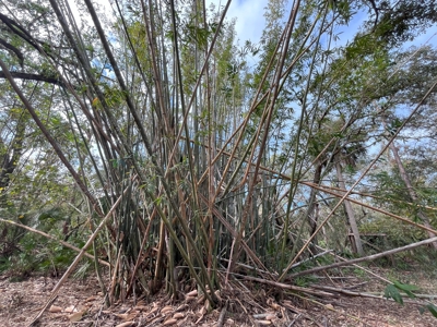 20 Acres on the pristine Peace River in Arcadia, FL! - image 14