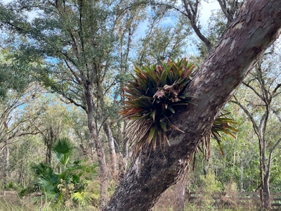 20 Acres on the pristine Peace River in Arcadia, FL! - image 17