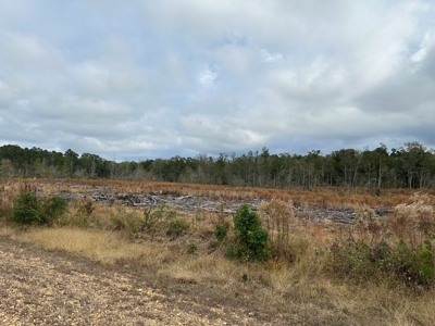 Timberland For Sale in Kingsland Arkansas - image 1