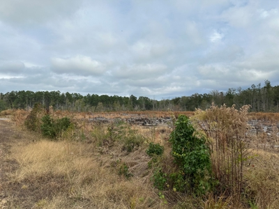 Timberland For Sale in Kingsland Arkansas - image 3