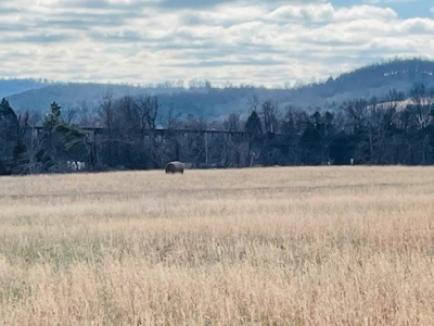 Pasture Land For Sale - image 8