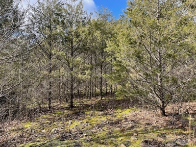 Pasture Land For Sale - image 5