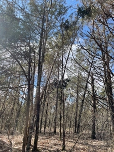 Pasture Land For Sale - image 6