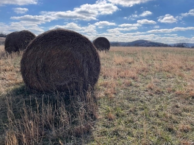 Pasture Land For Sale - image 1