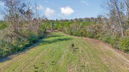 Hunting Land For Sale in Amite County MS - image 4