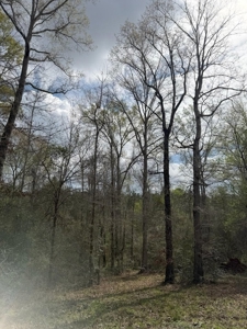 Hunting Land For Sale in Amite County MS - image 9