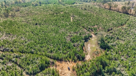 Hunting Land For Sale in Amite County MS - image 5