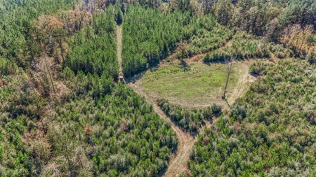 Hunting Land For Sale in Amite County MS - image 6