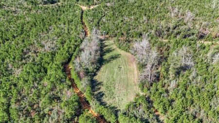 Hunting Land For Sale in Amite County MS - image 2