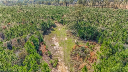Hunting Land For Sale in Amite County MS - image 12