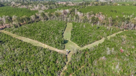 Hunting Land For Sale in Amite County MS - image 1