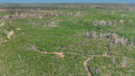 Hunting Land For Sale in Amite County MS - image 14