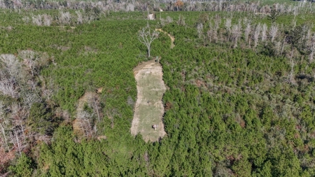 Hunting Land For Sale in Amite County MS - image 7