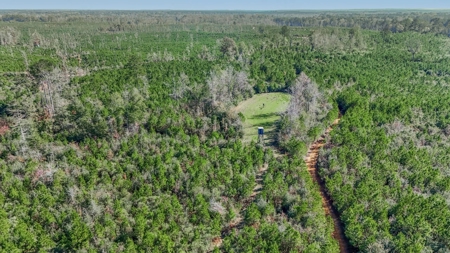 Hunting Land For Sale in Amite County MS - image 3