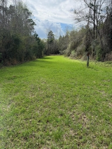 Hunting Land For Sale in Amite County MS - image 11