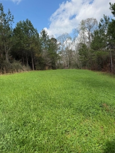 Hunting Land For Sale in Amite County MS - image 10