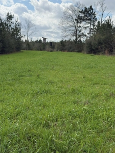 Hunting Land For Sale in Amite County MS - image 8