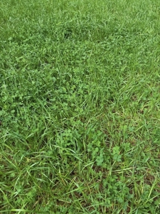 Hunting Land For Sale in Amite County MS - image 13