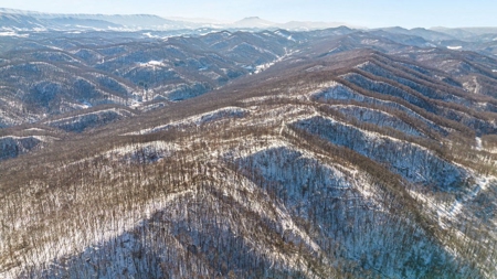 Large Timber Tract for Sale in Bluefield VA - image 8