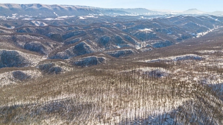 Large Timber Tract for Sale in Bluefield VA - image 9