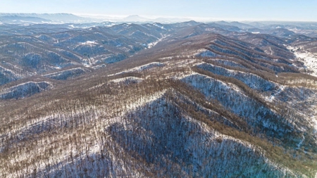 Large Timber Tract for Sale in Bluefield VA - image 11