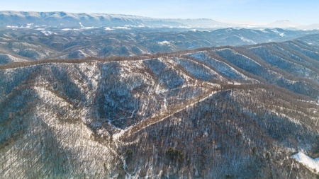 Large Timber Tract for Sale in Bluefield VA - image 1