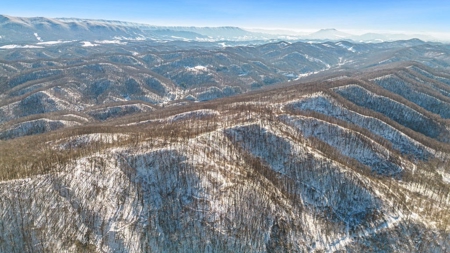 Large Timber Tract for Sale in Bluefield VA - image 6