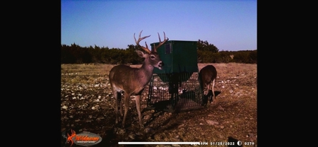 🔥 PRICE REDUCED-50± Acre Hunting Ranch – Sutton County, Tx - image 39