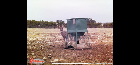 🔥 PRICE REDUCED-50± Acre Hunting Ranch – Sutton County, Tx - image 40