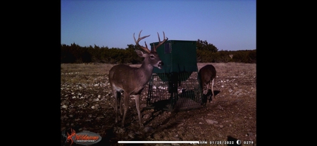 🔥 PRICE REDUCED-50± Acre Hunting Ranch – Sutton County, Tx - image 29