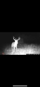 🔥 PRICE REDUCED-50± Acre Hunting Ranch – Sutton County, Tx - image 35