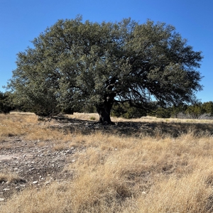 🔥 PRICE REDUCED-50± Acre Hunting Ranch – Sutton County, Tx - image 21