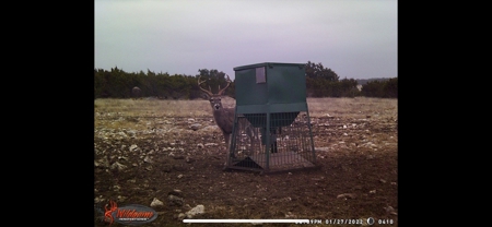 🔥 PRICE REDUCED-50± Acre Hunting Ranch – Sutton County, Tx - image 31