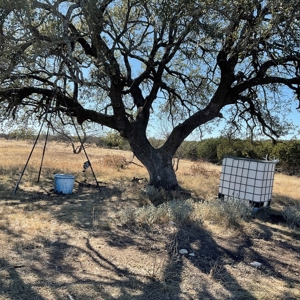 🔥 PRICE REDUCED-50± Acre Hunting Ranch – Sutton County, Tx - image 14