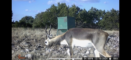 🔥 PRICE REDUCED-50± Acre Hunting Ranch – Sutton County, Tx - image 32