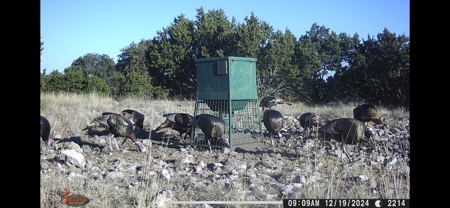 🔥 PRICE REDUCED-50± Acre Hunting Ranch – Sutton County, Tx - image 33