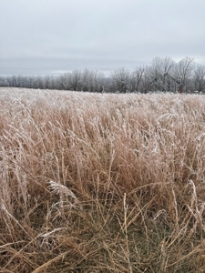 Stunning 176.6 +/- Acre Farm at 286 Julor Ranch Rd - image 36